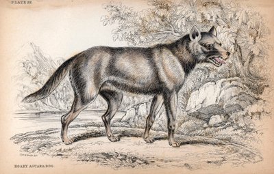 Chenu-räven eller räven från Brasilien, Lycalopex vetulus - Litografi av överste Charles Hamilton Smith för att illustrera Naturalist