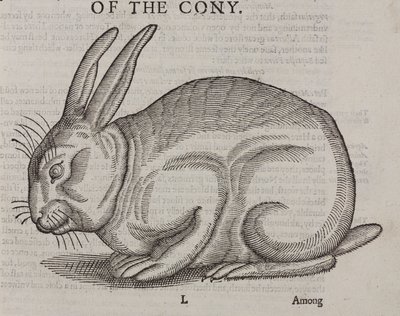 The Cony av Unbekannt