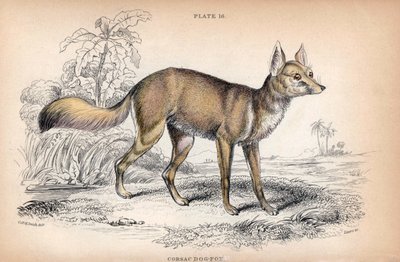 Corsac Fox, Vulpes Corsac - Litografi av överste Charles Hamilton Smith för att illustrera Naturalist