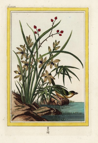 Kinas Elleborin. Helleborine orkidé, Cephalanthera longifolia. Handkolorerad etsning av Pierre Joseph Buchoz "Dyrbar och upplyst samling av de vackraste och märkligaste blommorna, odlade både i Kinas och i Europas trädgårdar, av Unbekannter Künstler