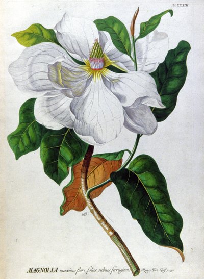 Magnolia av Unbekannter Künstler