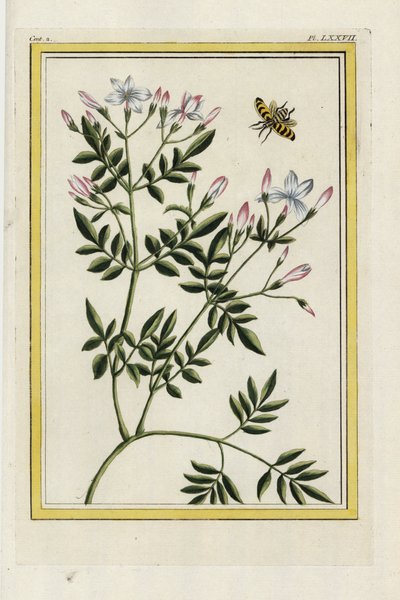 Den spanska jasminen. Spansk jasmin, Jasminum grandiflorum. Handkolorerad etsning från Pierre Joseph Buchoz "Dyrbar och upplyst samling av de vackraste och märkligaste blommor, som odlats både i Kinas trädgårdar och i Europas, Paris av Unbekannter Künstler