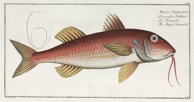 "The Striped Surmulet" av Unbekannter Künstler