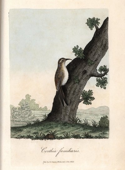 Skogens klättrare. Färgat kopparstick av George Graves, i British Ornithology av Unbekannter Künstler