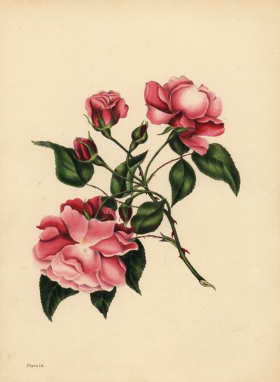 Den ständigt blåsande rosen, skönhet alltid ny av Unbekannt