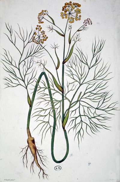 Fänkål, ca 1850 (gravyr) av Unbekannter Künstler