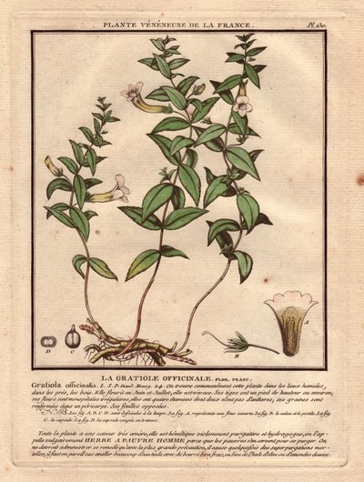 Gratiole officinale (Gratiola officinalis). Venös växt, beskrivning av växt, stam, blad, blommor och rötter. Detaljer om kalk, pistill och kapsel. Eau forte en couleurs 1700-tal, i Herbier de la France (1780-1793), teckning, gravyr och p av Unbekannter Künstler