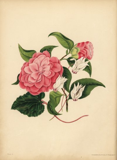 Myrten-bladiga Camellia eller Japan Rose, skönhet är din enda attraktion; Den persiska cyklamen, Diffidence av Unbekannt