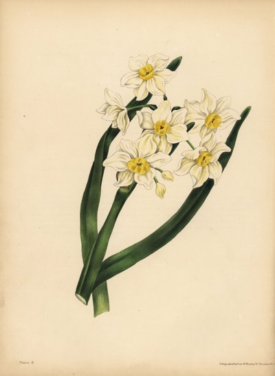 Den snöflingabladiga Narcissus, Egoism och självkärlek av Unbekannt