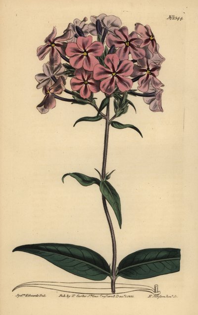 Tjockbladsflox, Phlox carolina (Rough-skaft lychnidea) av Unbekannt