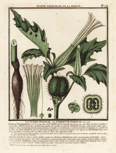 Taggäpple, Datura stramonium. av Unbekannter Künstler