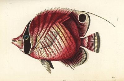 Trådfenad fjärilsfisk, Chaetodon auriga (rödrandig fjärilsfisk, Chaetodon setifer). Illustration ritad och graverad av Richard Polydore Nodder. Handkolorerat kopparstick från George Shaw och Frederick Nodders The Naturalist