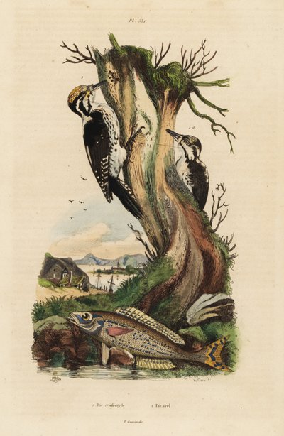 Tretåig hackspett, Picoides tridactylus 1, och picarel, Spicara smaris 2. Pic tridactyle, picarel av Unbekannt