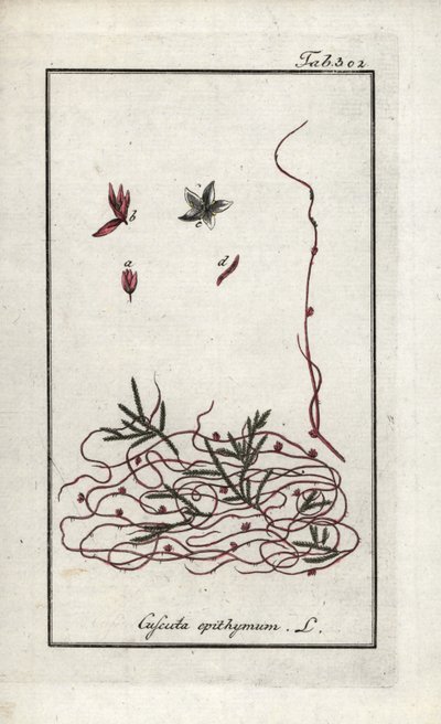 Timjankuska eller liten blomkuska (Cuscuta epithymum). Litografi från "Afbeelding der Artseny-Gewassen" av Johannes Zorn (1739-1799), Nederländerna av Unbekannter Künstler