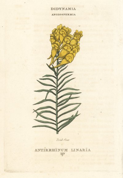 Gräsrot, Linaria vulgaris (Antirrhinum linaria). Handkolorerat kopparstick efter en illustration av Richard Duppa från hans The Claves and Orders of the Linnaean System of Botany, Longman, Hurst, London av Unbekannter Künstler