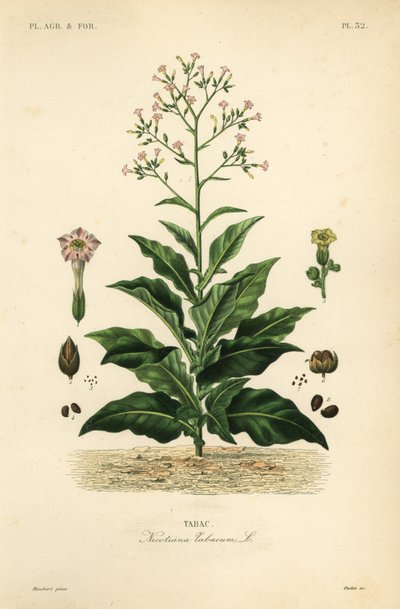 Tobaksväxt, Nicotiana tabacum, Tabac av Unbekannt