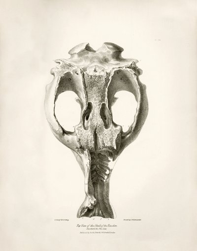 Toxodon Crane, ett förhistoriskt djur som Charles Darwin hittade nära Montevideo, Uruguay under sin upptäcktsresa ombord på Beagle. The Zoology of the voyage of H.M.S. Beagle under befäl av kapten Fitzroy under åren 1832 till 1836 redigerad och översatt av av Unbekannter Künstler