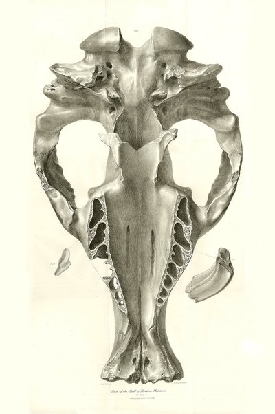 Toxodon Crane, ett förhistoriskt djur som Charles Darwin hittade nära Montevideo, Uruguay under sin upptäcktsresa ombord på Beagle. The Zoology of the voyage of H.M.S. Beagle under befäl av kapten Fitzroy under åren 1832 till 1836 redigerad och översatt av av Unbekannter Künstler