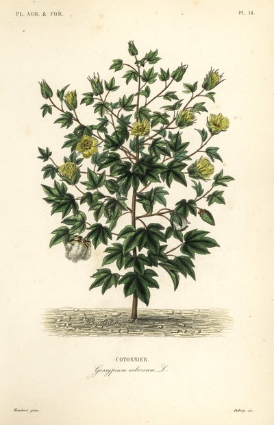 Trädbomull, Gossypium arboreum, Cotoninier av Unbekannt