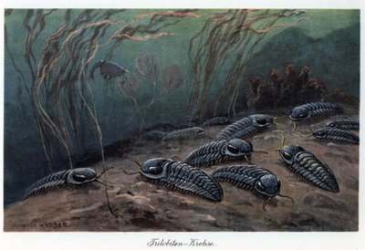 Trilobiter (tre lober), fossila marina leddjur av familjen Trilobia, som levde under paleozoikum (urtid), från kambrium till perm. Färgillustration av Heinrich Harder (1858-1935), i "Tiere der Urwelt" (Förhistoriens djur), text av Unbekannter Künstler