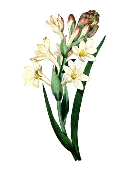 Tuberos, Agave amica (Agave polianthes), digital reproduktion av ett originalkonstverk från 1700-talet av Unbekannter Künstler