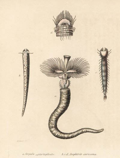 Rörmask, Serpula vermicularis (Serpula contortuplicata), och solfjädermask, Amphictene auricoma (Amphitrite auricoma). Handkolorerad litografi av Gebhart efter en illustration av Zehner från Georg Friedrich Treitschkes naturhistoriska galleri, Naturhistori av Unbekannter Künstler
