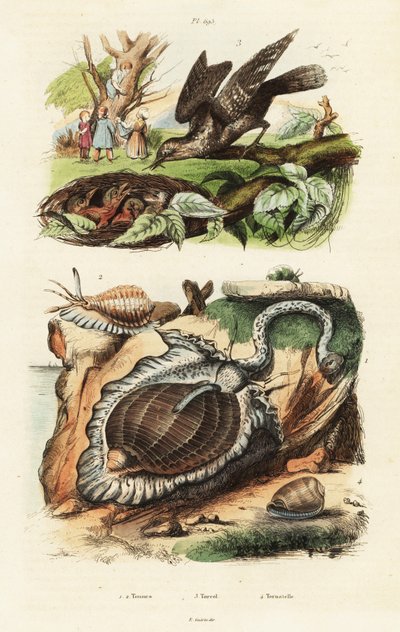 Tunnskal och eurasisk wryneck. av Unbekannter Künstler