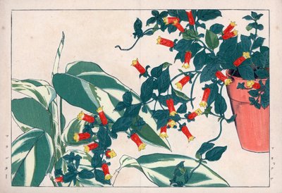 Tvåfärgad manettia i kruka och dicadame eller ört med pilar. Knallrot, Manettia bicolor, i en blomkruka och pilrot, Maranta arundinacea. Handkolorerat träsnitt från Konan Tanigamis "Seiyou Sokazufu" (Bildalbum över västerländska växter och av Unbekannter Künstler