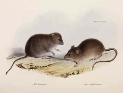 Två typer av mus, Sydamerika, c 1832-1836 av Unbekannt
