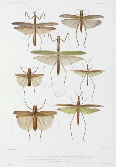 Typer av insekter, Australien och Indonesien av Unbekannter Künstler