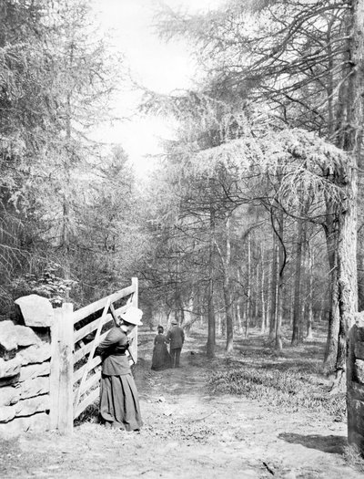 Storbritannien: Eaton Woods, c1890 av Unbekannt