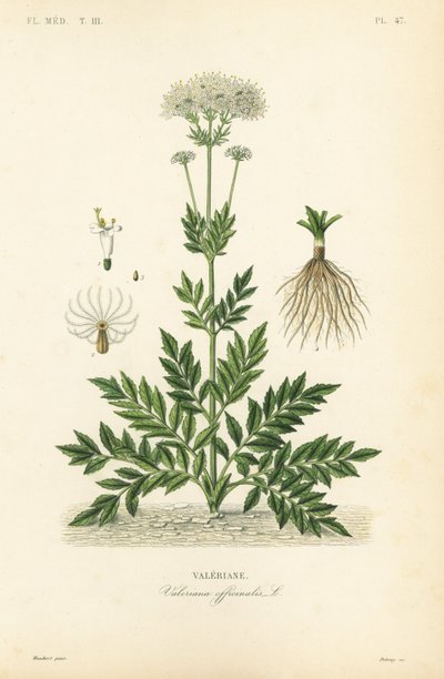 Valeriana, Valeriana officinalis, Valeriana av Unbekannt