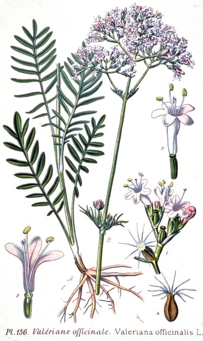 Vänderot (Valerian officinale), ca 1880-1900 (gravyr) av Unbekannter Künstler