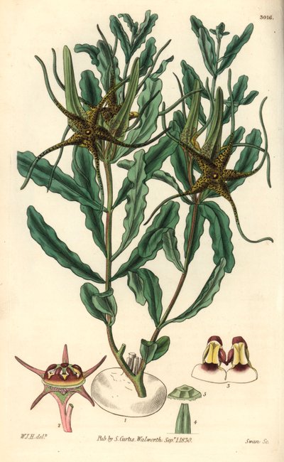 Variete av Brachystelma (Brachystelma crispum) - Illustration av William Jackson Hooper (1785-1865), gravyr av Swan, för William Curtis botaniska tidskrift av Unbekannter Künstler