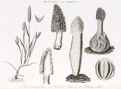 Variation av gräs och vattenlevande phallus des champignons morille av Unbekannt