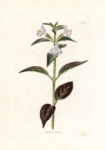 Variete de mimule - Litografi av George Cooke, för den brittiska tidskriften Conrad Loddiges (1738-1826) av Unbekannter Künstler