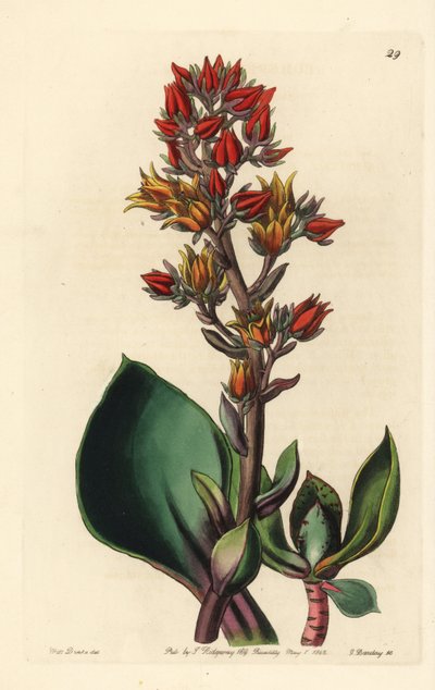 Variant av Echeveria (suckulent växt i Amerika) - Skarpbladig echeveria, Echeveria acutifolia. Handkolorerat kopparstick av George Barclay efter en illustration av Miss Sarah Drake från Edwards