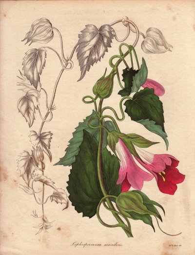 Varietet av Lophospermum (L.Scandens), klättring med rosa och lila blommor. Arter som upptäcktes av Mr Bates, mycket utbredd i buskarna i Mexiko. Denna växt odlades i Charles Tayleures samling och fanns i den botaniska trädgården i Liv av Unbekannter Künstler
