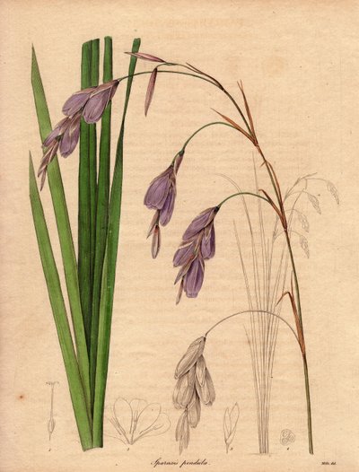 Varieté av iris (Sparaxis pendula), kallad Harlekinblomma, infödd i Sydafrika, med hängande blommor i lila färg. Illustration av R. Mills (aktiv 1836-1842), i The Botanist, serie av Benjamin Maund i fem volymer, publicerad mellan 1836 och 1842 av Unbekannter Künstler