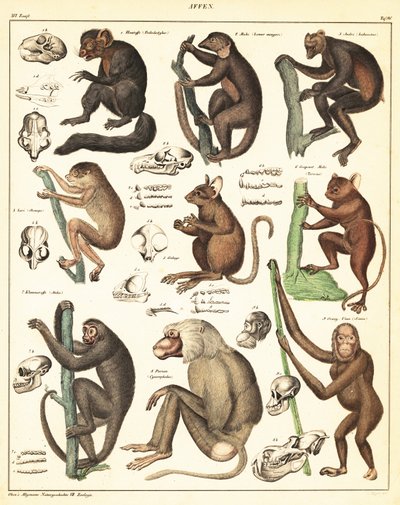 Sorter av apor. ,1841 (litografi) av Unbekannter Künstler