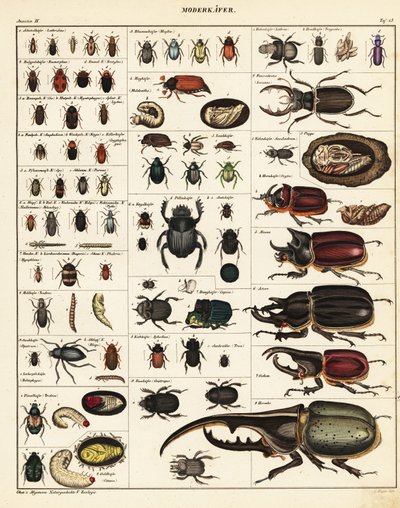 Varieteter av skalbaggar., 1841 (litografi) av Unbekannter Künstler