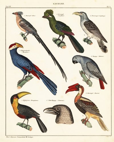 Sorter av fåglar., 1841 (litografi) av Unbekannter Künstler