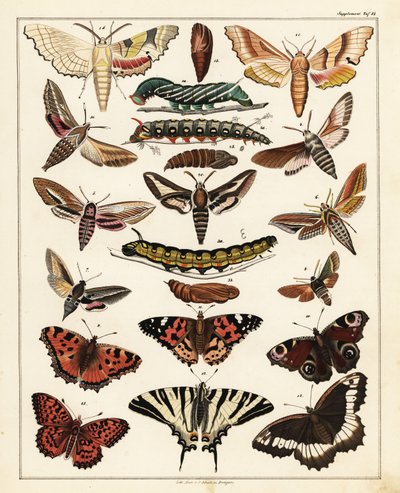 Sorter av fjärilar, nattfjärilar, etc., 1841 (litografi) av Unbekannter Künstler