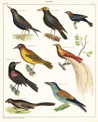 Varianter av exotiska fåglar. ,1841 (litografi) av Unbekannter Künstler