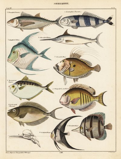 Sorter av fisk., 1841 (litografi) av Unbekannter Künstler