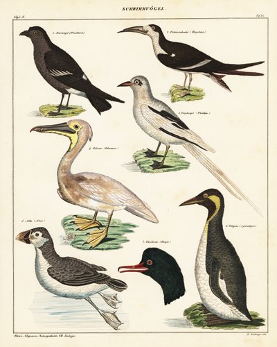 Sorter av sjöfåglar. ,1841 (litografi) av Unbekannter Künstler