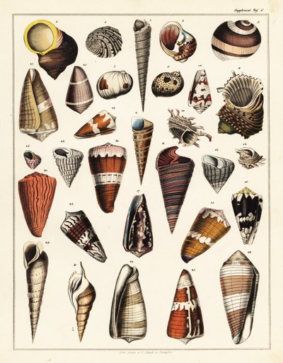 Variationer av snäckor, blötdjur., 1841 (litografi) av Unbekannter Künstler
