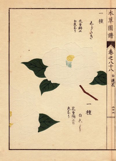 Olika kamelior från Japan (Thea japonica Nois): Shirataki och Shiroshishi, med vita blommor. Eau forte en couleurs, träsnitt av Kanen Iwasaki (1786-1842) botaniker, entomolog och japansk zoolog, publicerat i Honzo Zufu, 1884, en illustrativ guide av Unbekannter Künstler