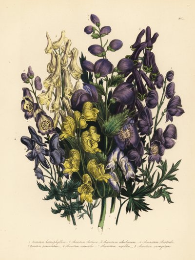 Olika sorters munkar, Aconitum heterophyllum, gul munk, A. anthora, blekgul munk, A. ochroleucumum, Karpaternas purpurbräcka, panikmunk, A. paniculatum, A. versicolor, vanlig munk, A. napellus, och A. variegatum. Handf av Unbekannter Künstler