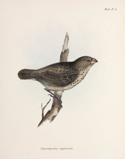Vegetarisk fink, Galapagosöarna, ca 1832-1836 av Unbekannt